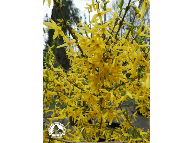 Forsythia × intermedia